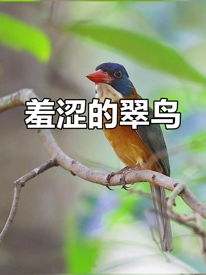 雌性鸟叫大全视频讲解下载_(雌鸟鸣叫召唤雏鸟是什么信息)